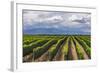 Vineyards in the Uco Valley (Valle De Uco), a Wine Region in Mendoza Province, Argentina-Matthew Williams-Ellis-Framed Photographic Print