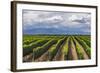 Vineyards in the Uco Valley (Valle De Uco), a Wine Region in Mendoza Province, Argentina-Matthew Williams-Ellis-Framed Photographic Print