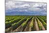 Vineyards in the Uco Valley (Valle De Uco), a Wine Region in Mendoza Province, Argentina-Matthew Williams-Ellis-Mounted Photographic Print