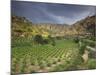 Vineyards in the White Mountains, Crete, Greece-Darrell Gulin-Mounted Photographic Print