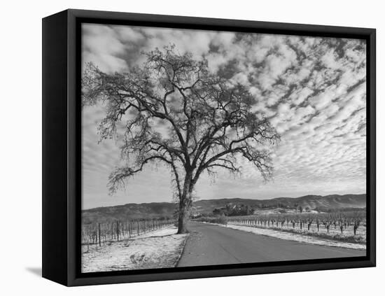 Vineyards in Winter, Napa, Napa Valley Wine Country, Northern California, Usa-Walter Bibikow-Framed Stretched Canvas