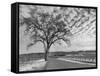 Vineyards in Winter, Napa, Napa Valley Wine Country, Northern California, Usa-Walter Bibikow-Framed Stretched Canvas