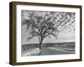 Vineyards in Winter, Napa, Napa Valley Wine Country, Northern California, Usa-Walter Bibikow-Framed Photographic Print