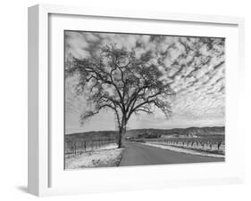 Vineyards in Winter, Napa, Napa Valley Wine Country, Northern California, Usa-Walter Bibikow-Framed Photographic Print