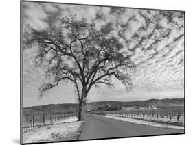 Vineyards in Winter, Napa, Napa Valley Wine Country, Northern California, Usa-Walter Bibikow-Mounted Photographic Print