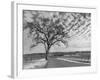 Vineyards in Winter, Napa, Napa Valley Wine Country, Northern California, Usa-Walter Bibikow-Framed Photographic Print