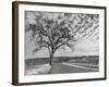 Vineyards in Winter, Napa, Napa Valley Wine Country, Northern California, Usa-Walter Bibikow-Framed Photographic Print