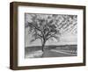 Vineyards in Winter, Napa, Napa Valley Wine Country, Northern California, Usa-Walter Bibikow-Framed Photographic Print