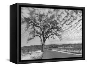 Vineyards in Winter, Napa, Napa Valley Wine Country, Northern California, Usa-Walter Bibikow-Framed Stretched Canvas