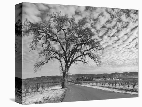 Vineyards in Winter, Napa, Napa Valley Wine Country, Northern California, Usa-Walter Bibikow-Stretched Canvas