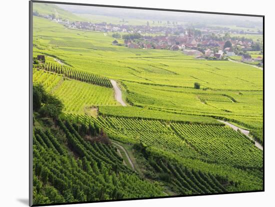 Vineyards, Kaysersberg, Alsace, France, Europe-Jochen Schlenker-Mounted Photographic Print