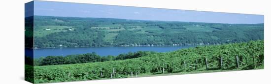 Vineyards, Keuka Lake, Finger Lakes, New York State, USA-null-Stretched Canvas