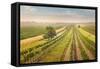 Vineyards Landscape in Burgenland, Austria-egal-Framed Stretched Canvas