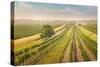 Vineyards Landscape in Burgenland, Austria-egal-Stretched Canvas