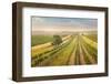 Vineyards Landscape in Burgenland, Austria-egal-Framed Photographic Print