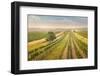 Vineyards Landscape in Burgenland, Austria-egal-Framed Photographic Print