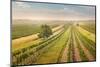 Vineyards Landscape in Burgenland, Austria-egal-Mounted Photographic Print