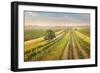 Vineyards Landscape in Burgenland, Austria-egal-Framed Photographic Print