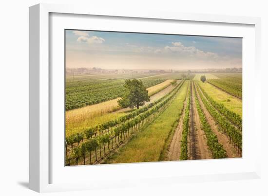 Vineyards Landscape in Burgenland, Austria-egal-Framed Photographic Print