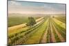 Vineyards Landscape in Burgenland, Austria-egal-Mounted Photographic Print