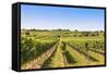 Vineyards Landscape in Wachau, Austria-egal-Framed Stretched Canvas