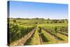 Vineyards Landscape in Wachau, Austria-egal-Stretched Canvas