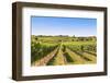 Vineyards Landscape in Wachau, Austria-egal-Framed Photographic Print