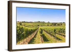 Vineyards Landscape in Wachau, Austria-egal-Framed Photographic Print