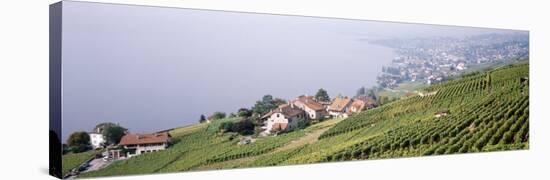 Vineyards, Lausanne, Lake Geneva, Switzerland-null-Stretched Canvas