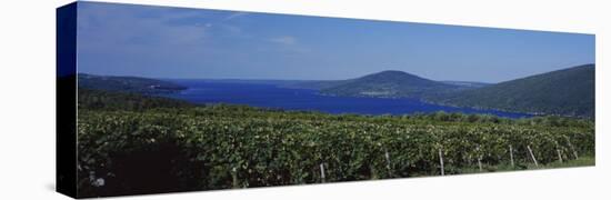 Vineyards Near a Lake, Canandaigua Lake, Finger Lakes, New York State, USA-null-Stretched Canvas