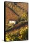Vineyards, Near Alba, Langhe, Piedmont, Italy-Peter Adams-Framed Stretched Canvas