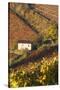 Vineyards, Near Alba, Langhe, Piedmont, Italy-Peter Adams-Stretched Canvas