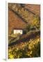 Vineyards, Near Alba, Langhe, Piedmont, Italy-Peter Adams-Framed Photographic Print