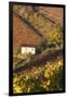 Vineyards, Near Alba, Langhe, Piedmont, Italy-Peter Adams-Framed Photographic Print