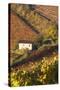 Vineyards, Near Alba, Langhe, Piedmont, Italy-Peter Adams-Stretched Canvas