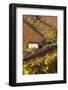 Vineyards, Near Alba, Langhe, Piedmont, Italy-Peter Adams-Framed Photographic Print