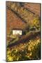 Vineyards, Near Alba, Langhe, Piedmont, Italy-Peter Adams-Mounted Photographic Print