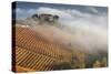 Vineyards, Near Alba, Langhe, Piedmont, Italy-Peter Adams-Stretched Canvas