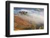 Vineyards, Near Alba, Langhe, Piedmont, Italy-Peter Adams-Framed Photographic Print