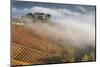 Vineyards, Near Alba, Langhe, Piedmont, Italy-Peter Adams-Mounted Photographic Print