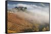 Vineyards, Near Alba, Langhe, Piedmont, Italy-Peter Adams-Framed Stretched Canvas