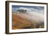 Vineyards, Near Alba, Langhe, Piedmont, Italy-Peter Adams-Framed Photographic Print