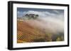 Vineyards, Near Alba, Langhe, Piedmont, Italy-Peter Adams-Framed Photographic Print