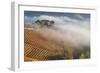 Vineyards, Near Alba, Langhe, Piedmont, Italy-Peter Adams-Framed Photographic Print