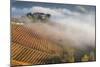 Vineyards, Near Alba, Langhe, Piedmont, Italy-Peter Adams-Mounted Photographic Print