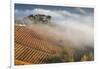 Vineyards, Near Alba, Langhe, Piedmont, Italy-Peter Adams-Framed Photographic Print