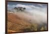 Vineyards, Near Alba, Langhe, Piedmont, Italy-Peter Adams-Framed Photographic Print