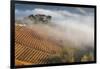 Vineyards, Near Alba, Langhe, Piedmont, Italy-Peter Adams-Framed Photographic Print