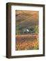 Vineyards, Near Alba, Langhe, Piedmont, Italy-Peter Adams-Framed Photographic Print