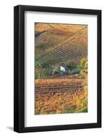 Vineyards, Near Alba, Langhe, Piedmont, Italy-Peter Adams-Framed Photographic Print